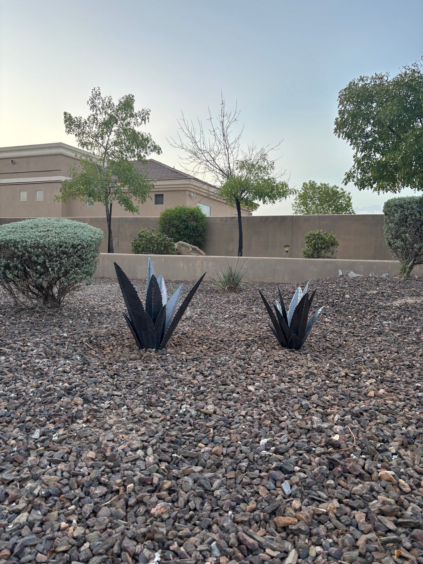 Steel Agave Plants