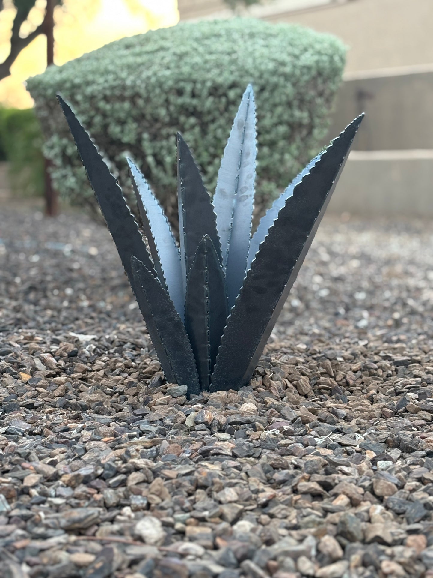 Steel Agave Plants