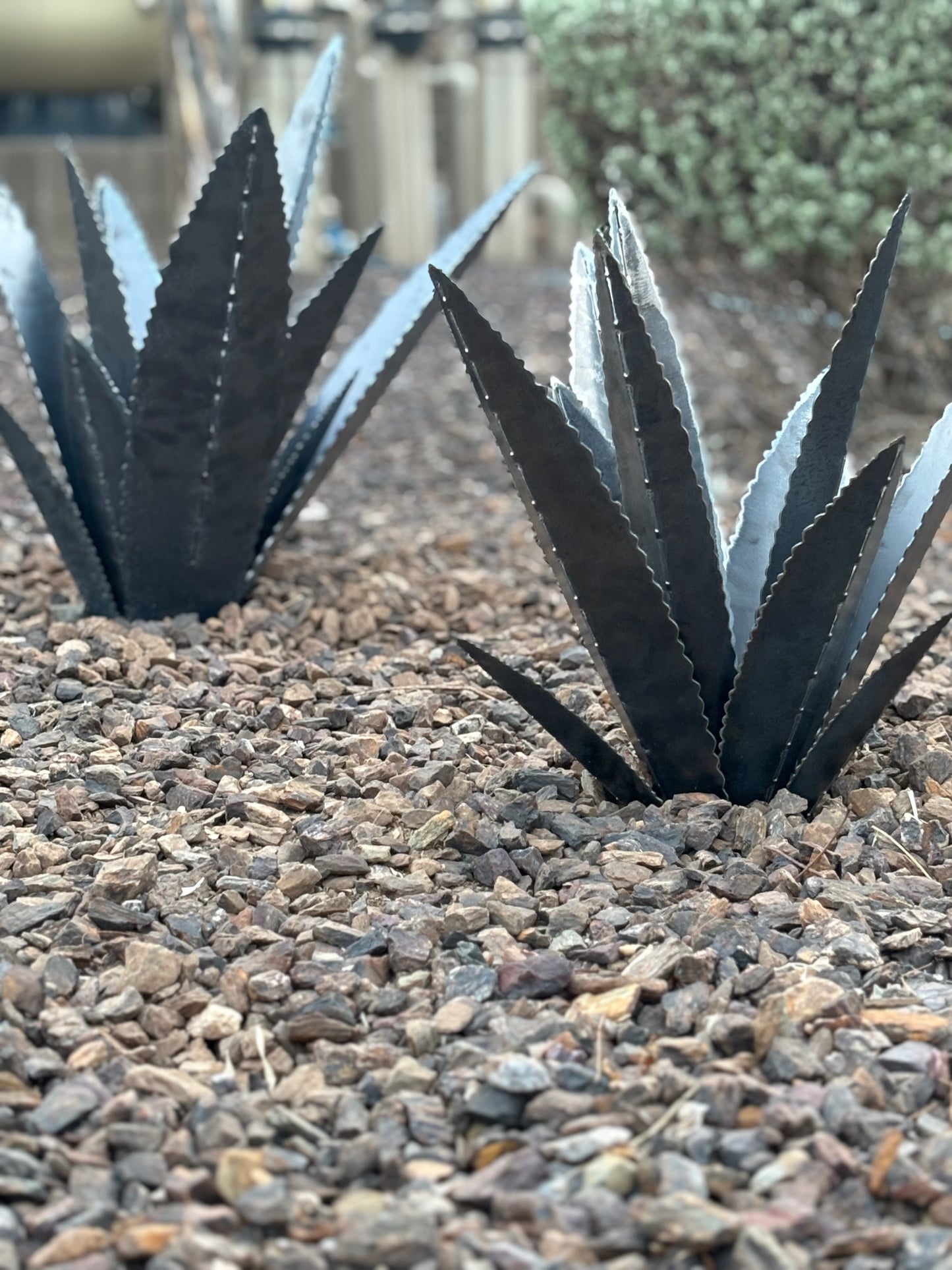 Steel Agave Plants