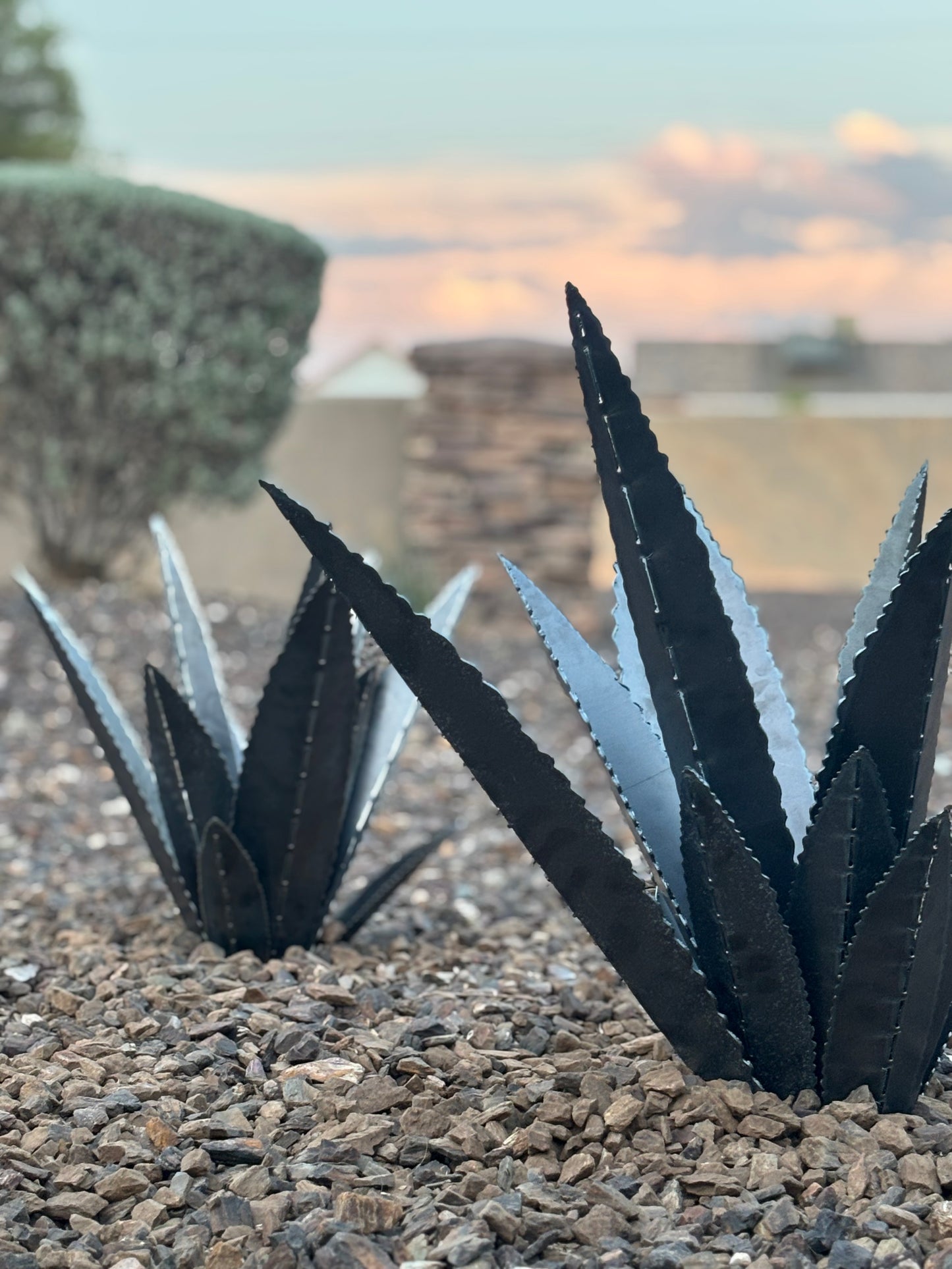 Steel Agave Plants
