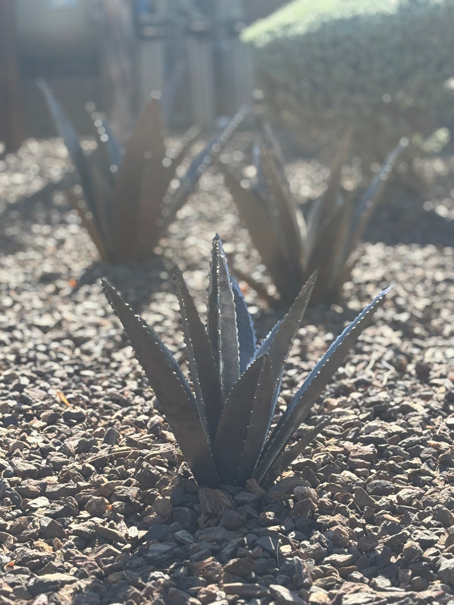 Steel Agave Plants