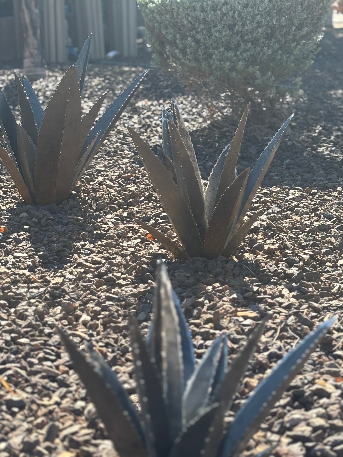 Steel Agave Plants
