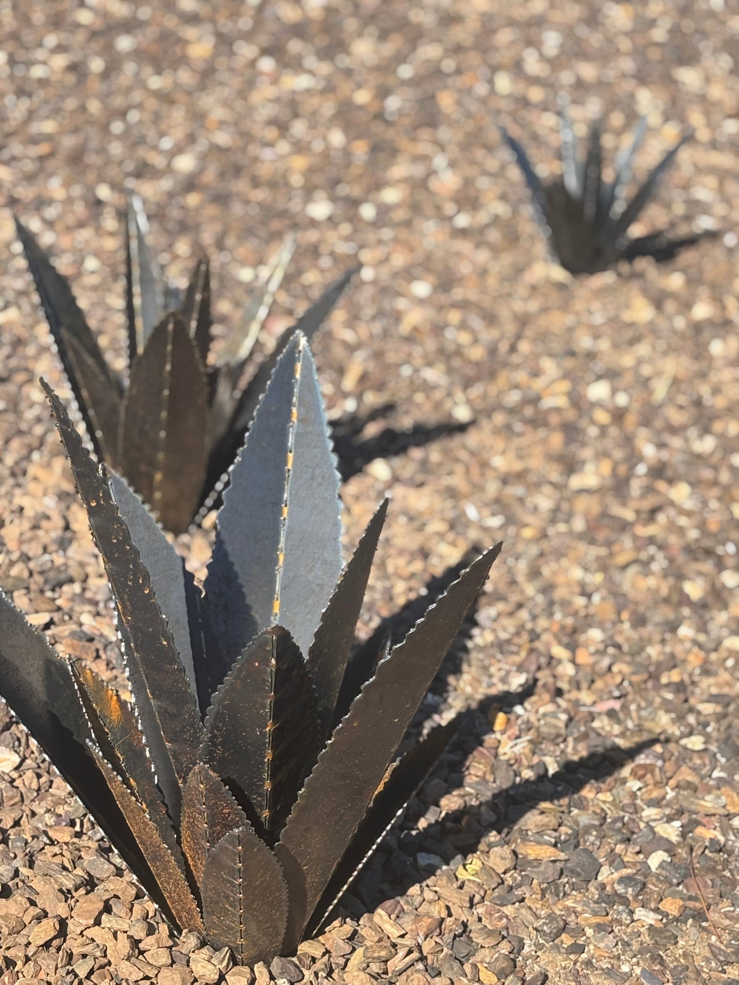 Steel Agave Plants
